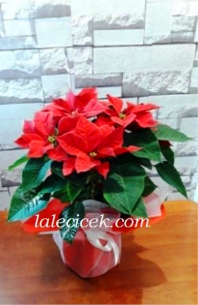 kütahya çiçek siparişi