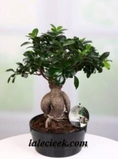 kütahya çiçek siparişi