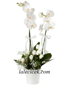 çift Dallı Beyaz Orkide ve 7 Beyaz Gül