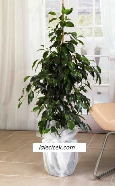 kütahya çiçek siparişi