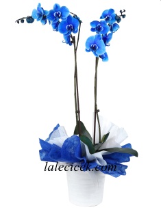 Mavi Orkide