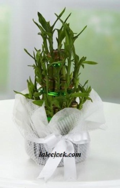 kütahya çiçek siparişi