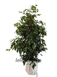 kütahya çiçek siparişi