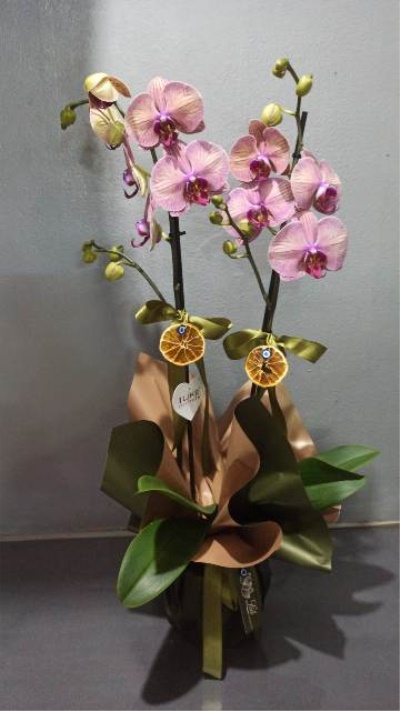 Orkide Çift Dallı