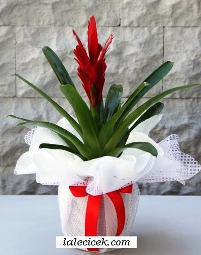 Viresia Saksı Çiçeği