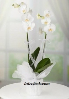 kütahya çiçek siparişi